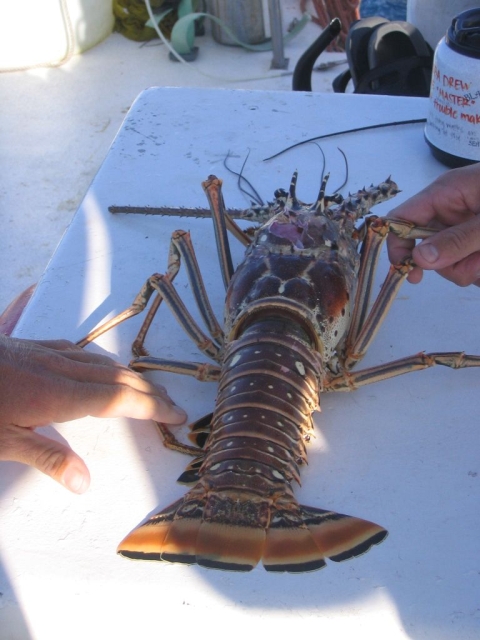 Bahamas_035.jpg