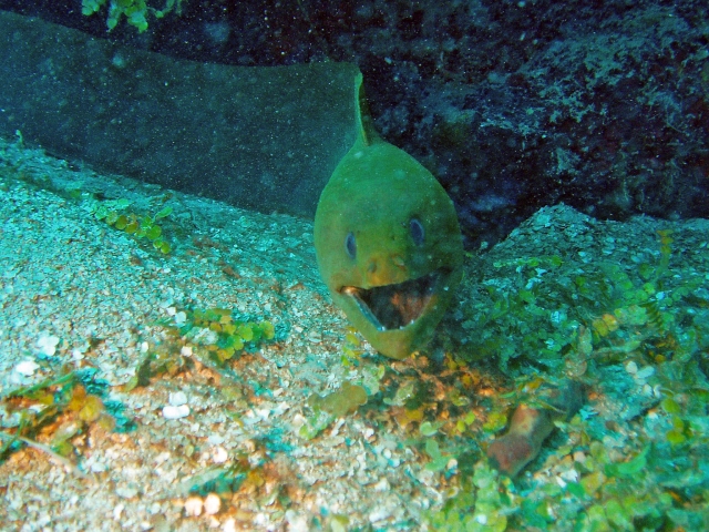 P5160007_bob_ED1.jpg - OLYMPUS DIGITAL CAMERA         