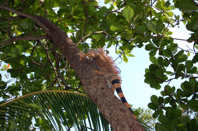 Roatan_D2_DSC_0030_E1.jpg