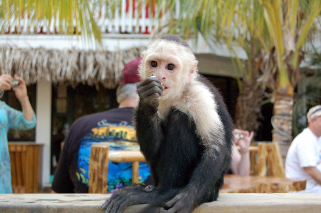 Roatan_D2_DSC_0079_E1M.jpg