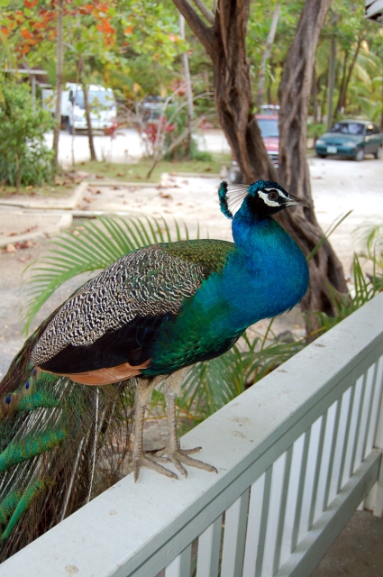 Roatan_D2_DSC_0133_1.jpg