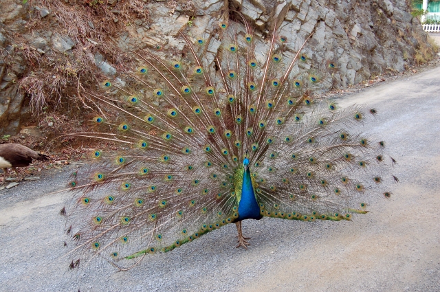 Roatan_DSC_0010_E1.jpg