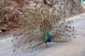 Roatan_DSC_0010_E1